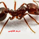 Illustration for article titled شركة مكافحة النمل الاسود بالرياض 0538078147